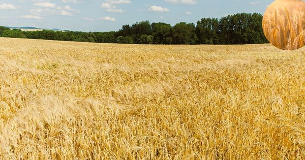 Žito grupa preuzela baranjsku Anabbelu: Širenje na 22.000 hektara obradivih površina